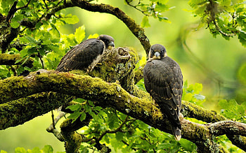 FALCONS, BIRD OF PREY, GRAPHY, FOREST, TREES, BIRDS, BRANCH, ANIMALS, WILD HD wallpaper