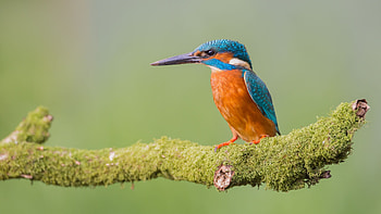 Bird , kingfisher, Colorful birds, Beautiful bird HD wallpaper