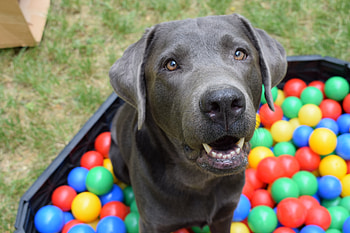 Animals, Dog, Muzzle, Balls HD wallpaper