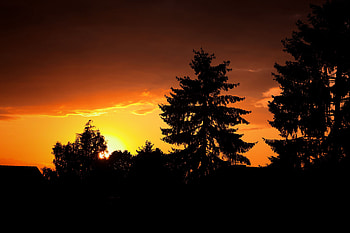 Forest, Nature, Trees, Night, Branches, Outlines HD wallpaper
