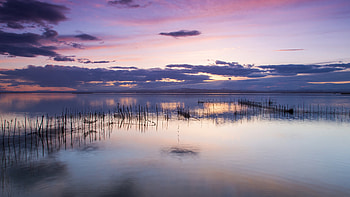 Lake, reeds, reflection, water HD wallpaper