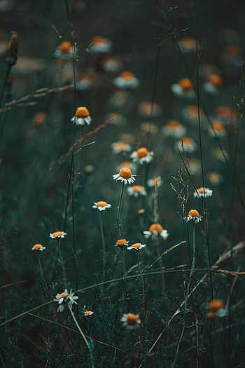 Flowers, Grass, Camomile, Chamomile, Wildflowers HD phone wallpaper