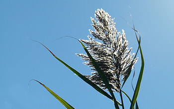 Blowing in the Wind, wind, grass, weed, blowing HD wallpaper