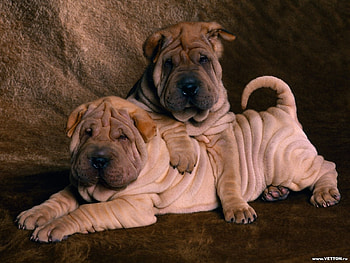 Animals, Dogs HD wallpaper