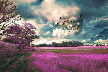 Nature, Birds, Grass, Sky, Field, Flight, hop HD wallpaper
