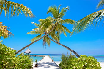 Idyllic tropical beach view with palm trees and pier in Maldives, ideal for relaxation and vacation. HD wallpaper