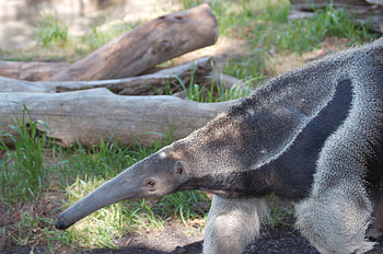 anteater , Hq , mobile tablet, Explore anteater HD wallpaper