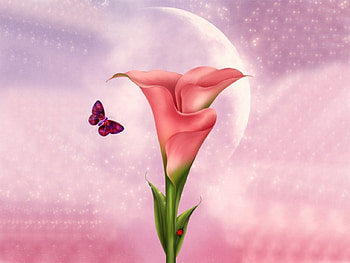 FLOWER, BUTTERFLY, LADYBUG, COLORFUL, MOON HD wallpaper