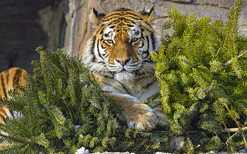 Tiger, eyes, animal, cat HD wallpaper