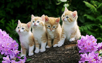Animals, Cats HD wallpaper