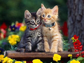 Animals, Flowers, Couple, Pair, Collar, Kittens HD wallpaper