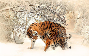 Baby tiger, Husky jaguar, Wild companions, Untamed cuteness HD wallpaper