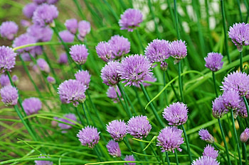 Large chives, Eu0026j urban farms, Culinary herb, Food HD wallpaper