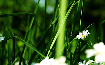 Plants, Flowers, Camomile HD wallpaper