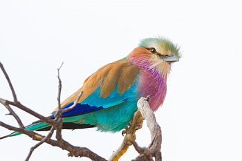 *** Colorful bird ***, animal, birds, bird, animals HD wallpaper
