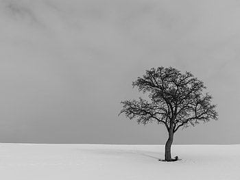 Nature, Wood, Tree, Minimalism, Bw, Chb, Alone, Lonely HD wallpaper