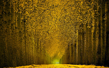 Tree, Park, , Fall, Scenic HD wallpaper
