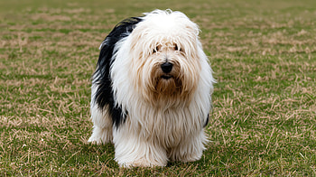 Stunning Sheepdog in Ultra, sheepdog, dog, Animal, fluffy, Black & White HD wallpaper