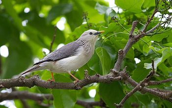 Animals, Leaves, Bird, Wood, Tree, Branch, Grey HD wallpaper