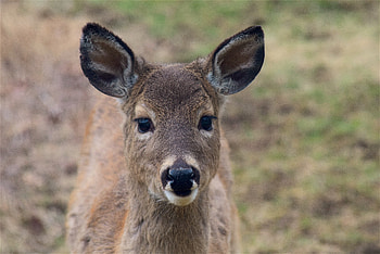 Animals, Muzzle, Sight, Opinion, Ears, Deer HD wallpaper