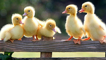 Siblings, Ducks HD wallpaper