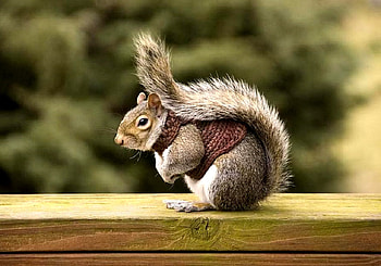 READY FOR WINTER, winter, knitted, cute, squirrel, shirt HD wallpaper