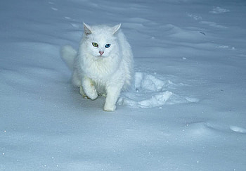 Snow in snow, winter, kitten, snow, cat, ice HD wallpaper