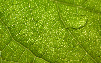 Macro, Surface, Sheet, Leaf, Veins HD wallpaper