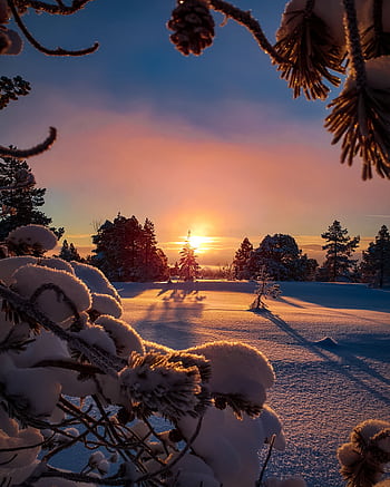 Beautiful winter sunset with snow-covered trees and a serene horizon. HD phone wallpaper