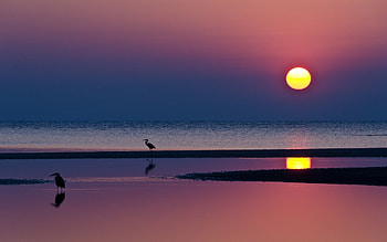 night beach sunset reflection water sun sea silhouettes heron horizon HD wallpaper