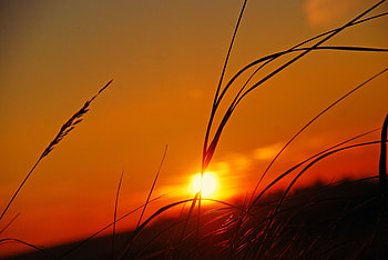 Sunset, Grass, Sky, Plant, Macro HD wallpaper