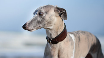 Whippet dog, High resolution, Beautiful stance, Appreciate its beauty HD wallpaper