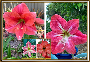 FRAMED FLOWERS, NATURE, FLOWERS, , FRAMED HD wallpaper