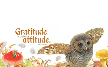Gratitude, Gratitude-inspired artwork, Positive affirmations, Positive mindset HD wallpaper