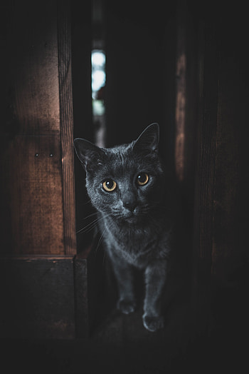 Animals, Dark, Cat, Pet, Grey, Sight, Opinion HD phone wallpaper