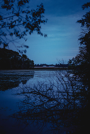 Nature, Rivers, Trees, Branches, Evening HD phone wallpaper