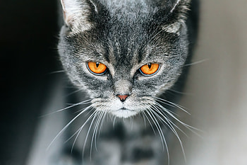 Cat, British shorthair, gray HD wallpaper