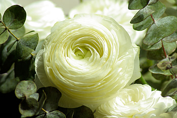 Flowers, Flower, Rose Flower, Rose, Petals, Bud HD wallpaper