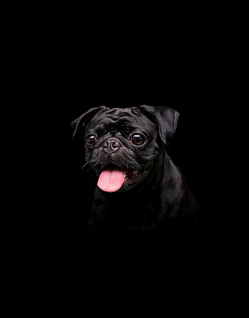 Black cute dog, animal HD phone wallpaper