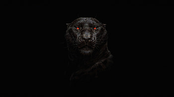 Panther, Glow in the Dark HD wallpaper