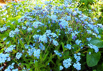 Forget-me-not., other, fields, nature, flowers HD wallpaper