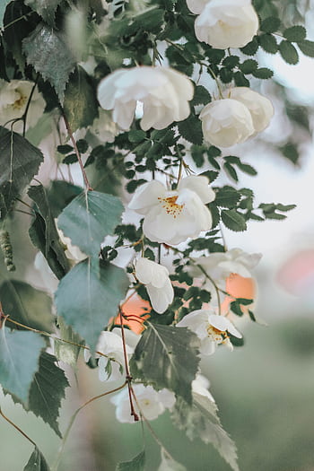 A serene close-up of white roses in a garden setting capturing natural beauty and tranquility. HD phone wallpaper