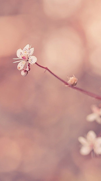 Cute, Beautiful Flowers HD phone wallpaper