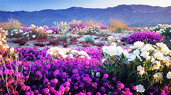 Beautiful Flowers, sky, nature, flowers, mountains HD wallpaper