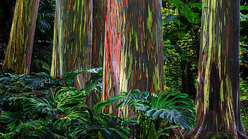 Tree of many colours, Microsoft , hub HD wallpaper