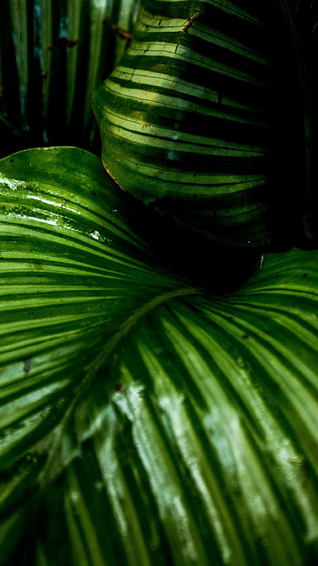 Bright and green, Big green leaf, Nature's wonder, Green leaves HD phone wallpaper