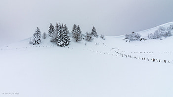 Winter, Nature, Trees, Snow, Fir-Trees, Hill HD wallpaper