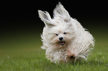 Animals, Dogs HD wallpaper