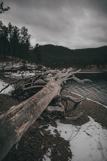 Nature, Lake, Shore, Bank, Wood, Tree, Log HD phone wallpaper