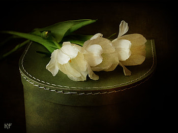 triple white, still life, white, box, tulips, triple HD wallpaper